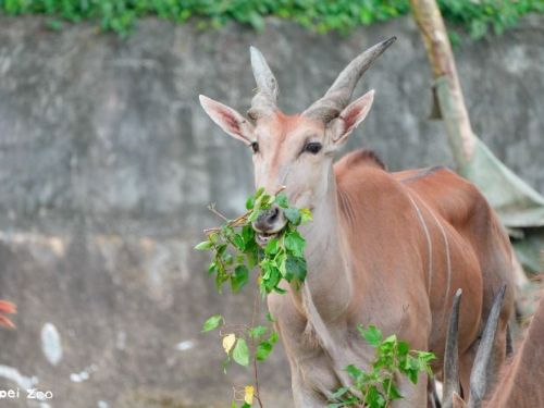 臺北市立動物園111周年園慶｜「野性再現 Devoting to Rewilding」系列活動熱鬧登場